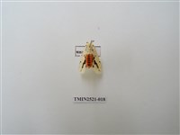 藏品(菊池污燈蛾)的圖片